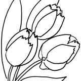 tulips-flower-coloring-page