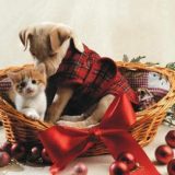 świateczne-zwierzeta (11)