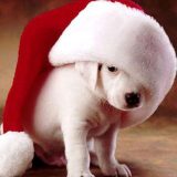 świateczne-zwierzeta (18)