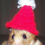 świateczne-zwierzeta (19)