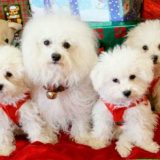 świateczne-zwierzeta (22)