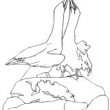 courting-albatroses-9450