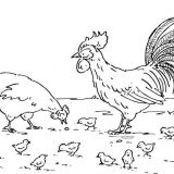 hen-rooster-and-chickens-5530