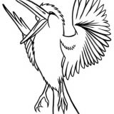 kookaburra-5607