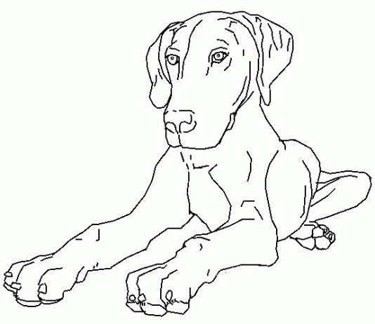 Kolorowanki – Pies