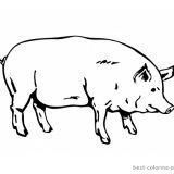 krowy-swinie-do-wydrukowania (1)