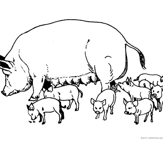 Krowy i świnki – kolorowanki do wydrukowania