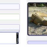 crocodile vs. alligator