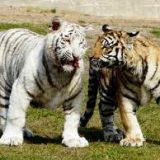 zoo2